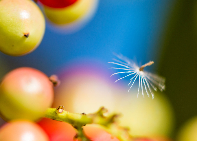 Dandelion Seed