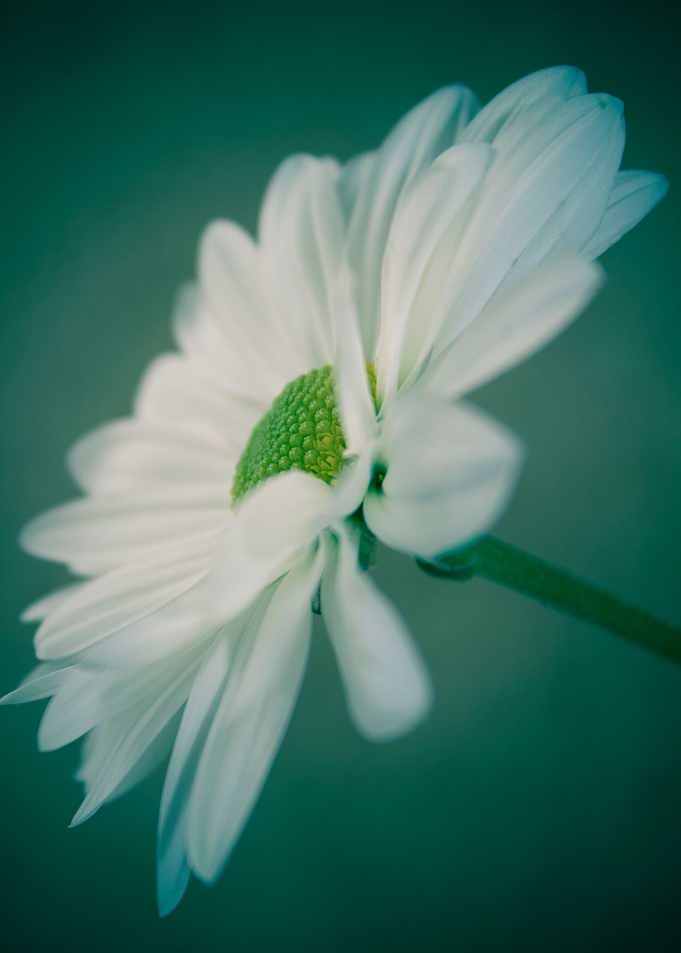 Green Morning