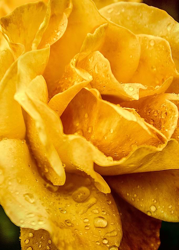 Yellow Drops
