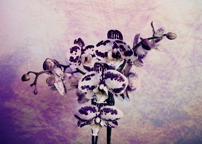 Orchids