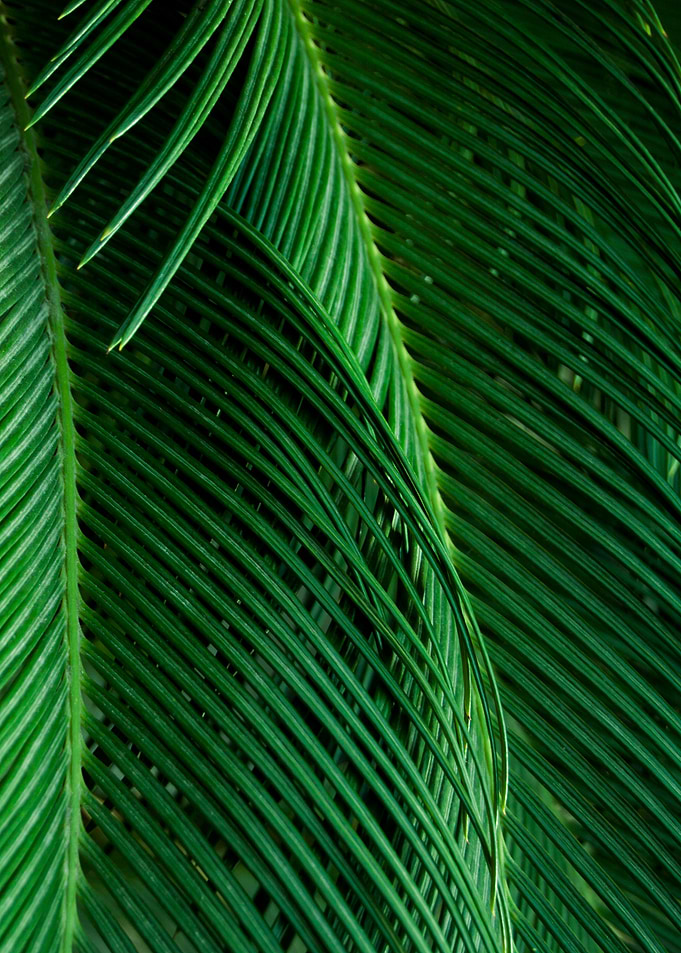 Palm tree