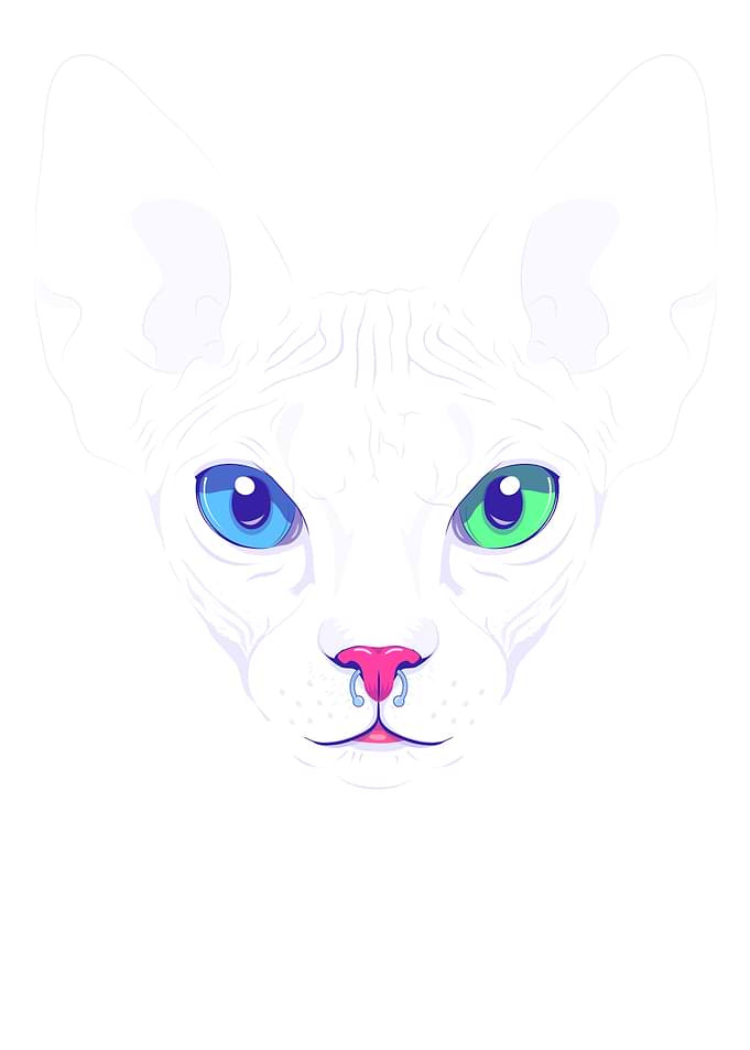 Cute Sphynx Cat