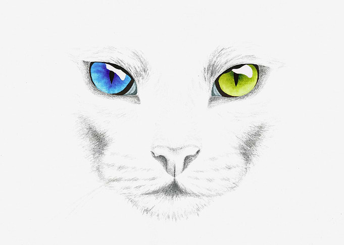 White Cat