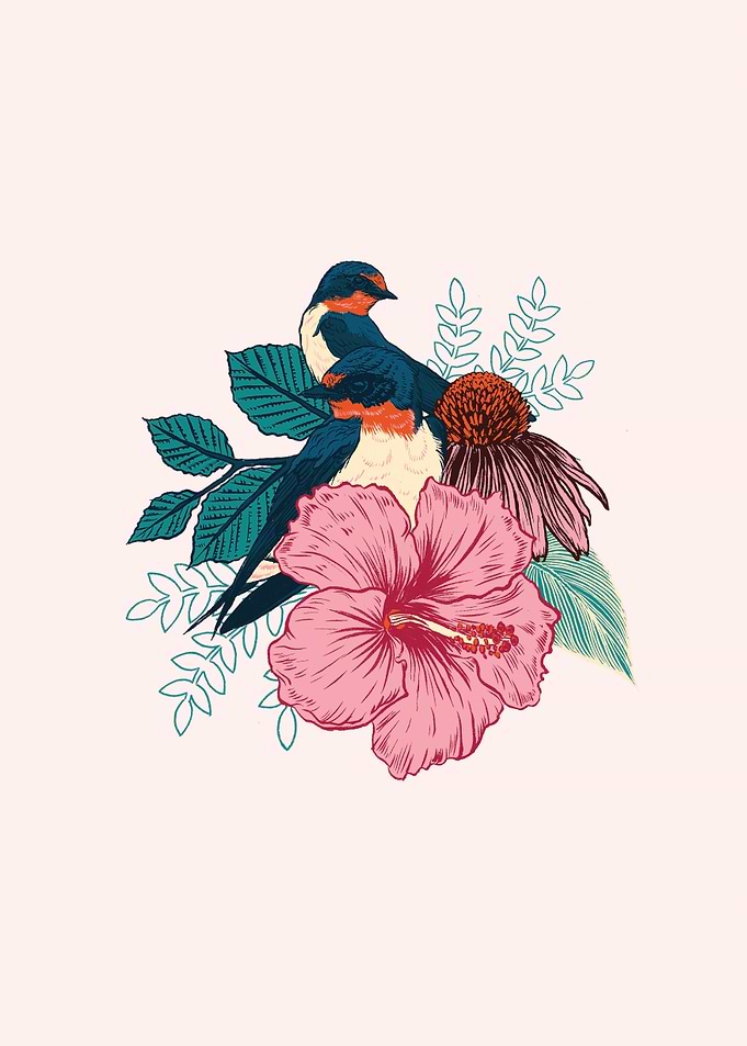 Barn Swallows