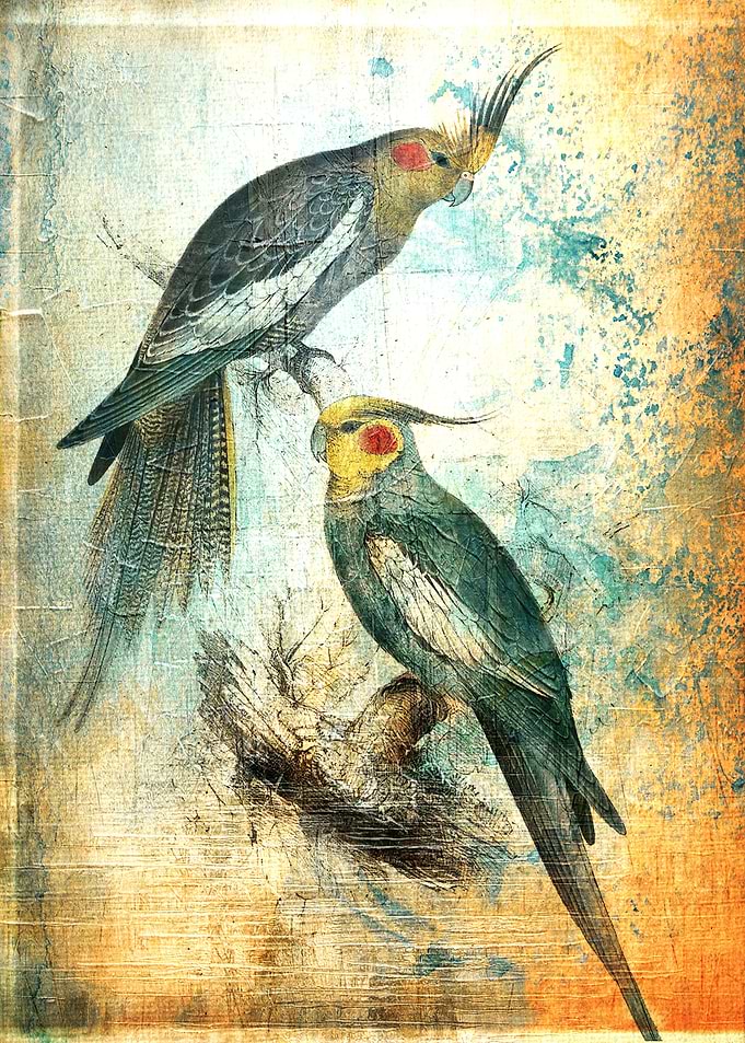 Frenzied Birds V