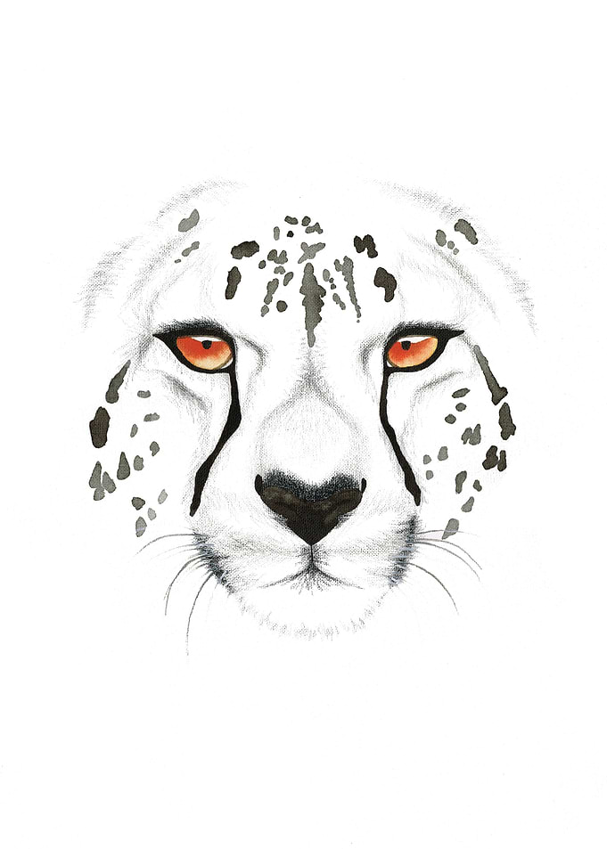 Cheetah