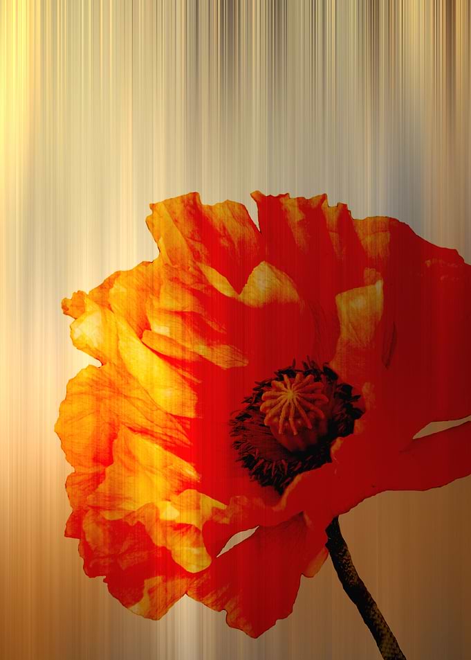 Copper Poppy