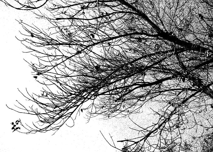 I love you Tree.