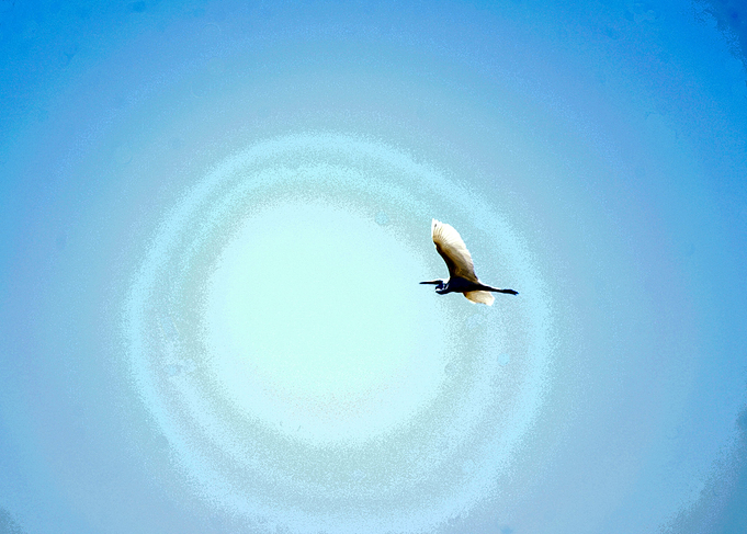 soar