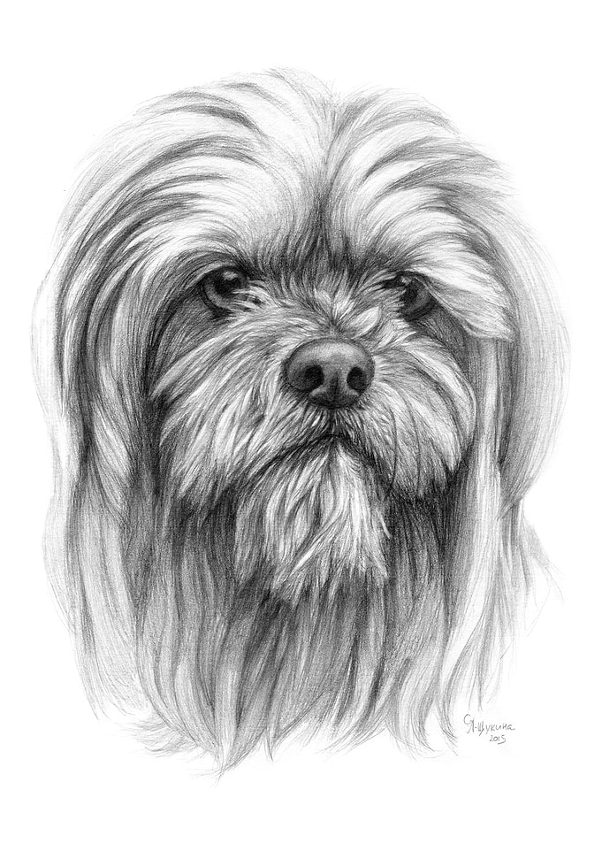 Lhassa apso portrait G102