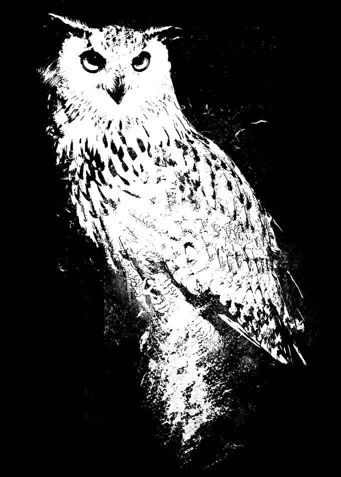 Nocturnal Wisdom: The owl is a legendary bird, fabled ...
