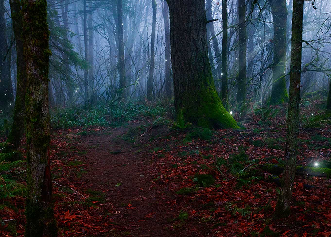 Moonlight Enchantment in the Forest of Fairies