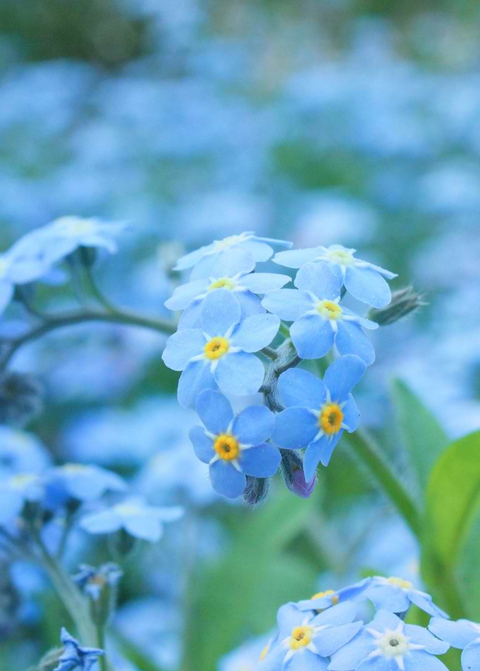 little lightblue forget me not flowers