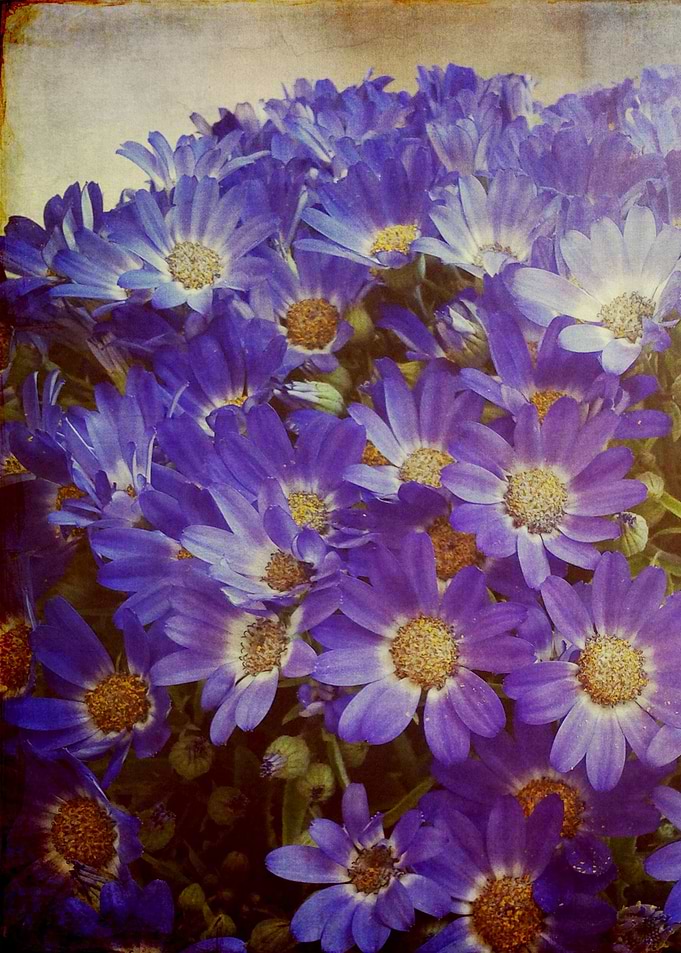 MY BOHEME FLOWERS