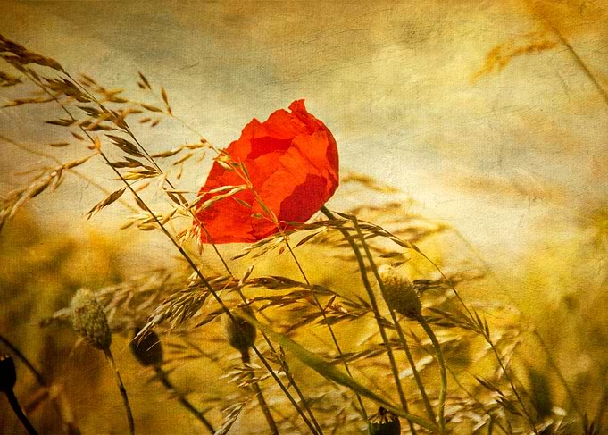 Red poppy in a field of barley.