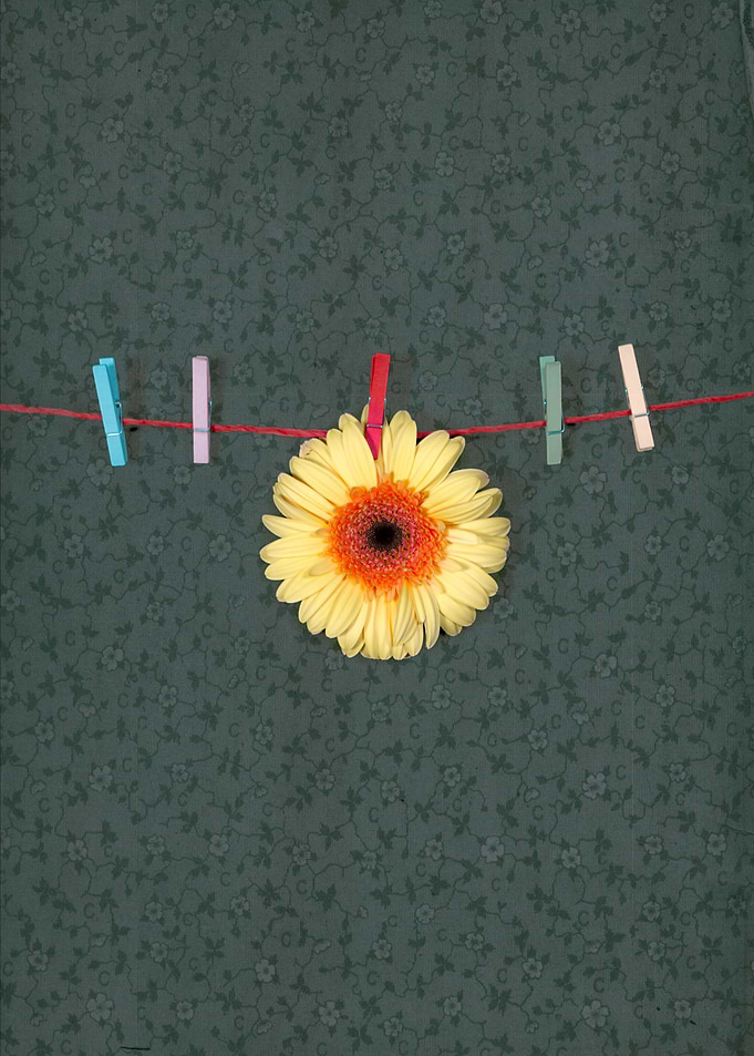 Gerbera