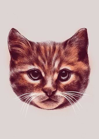 Cat Head
