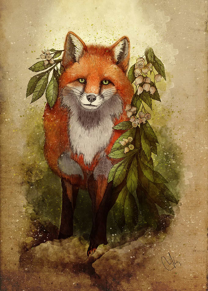 fox [caming ou of the woods]