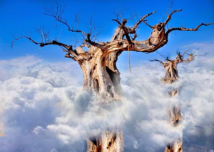 Tall trees