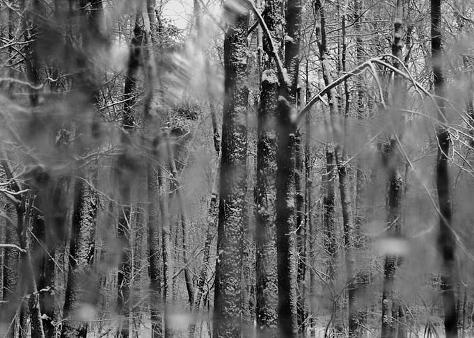 Winter Woods