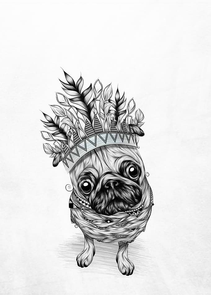 Indian Pug