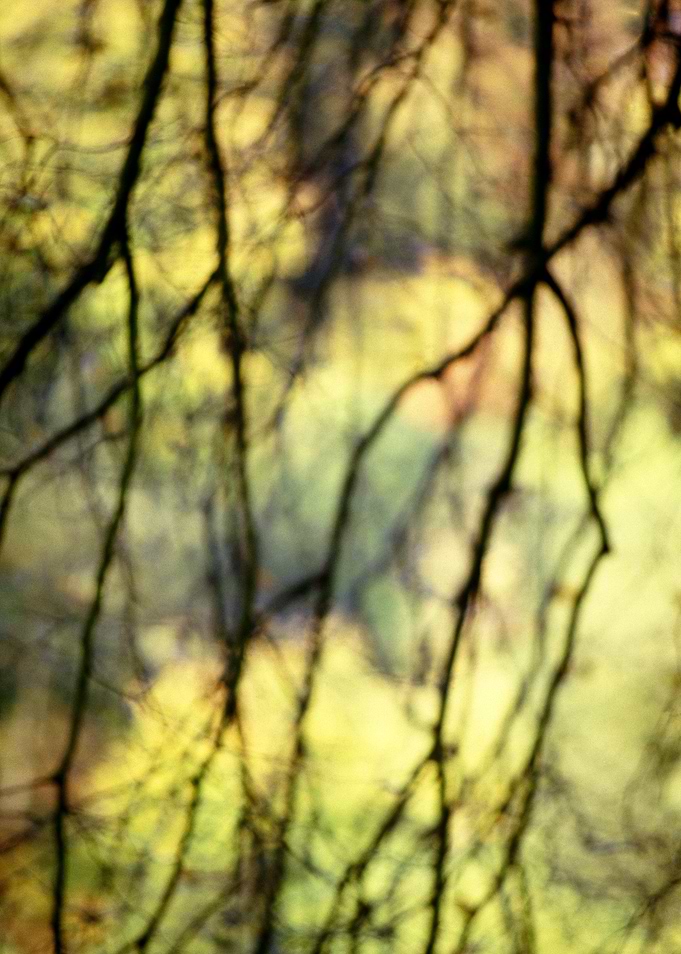 Weeping trees