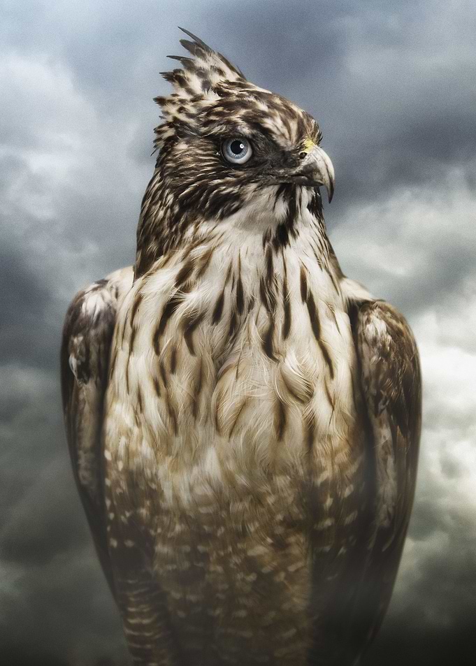 we are animals - hawk