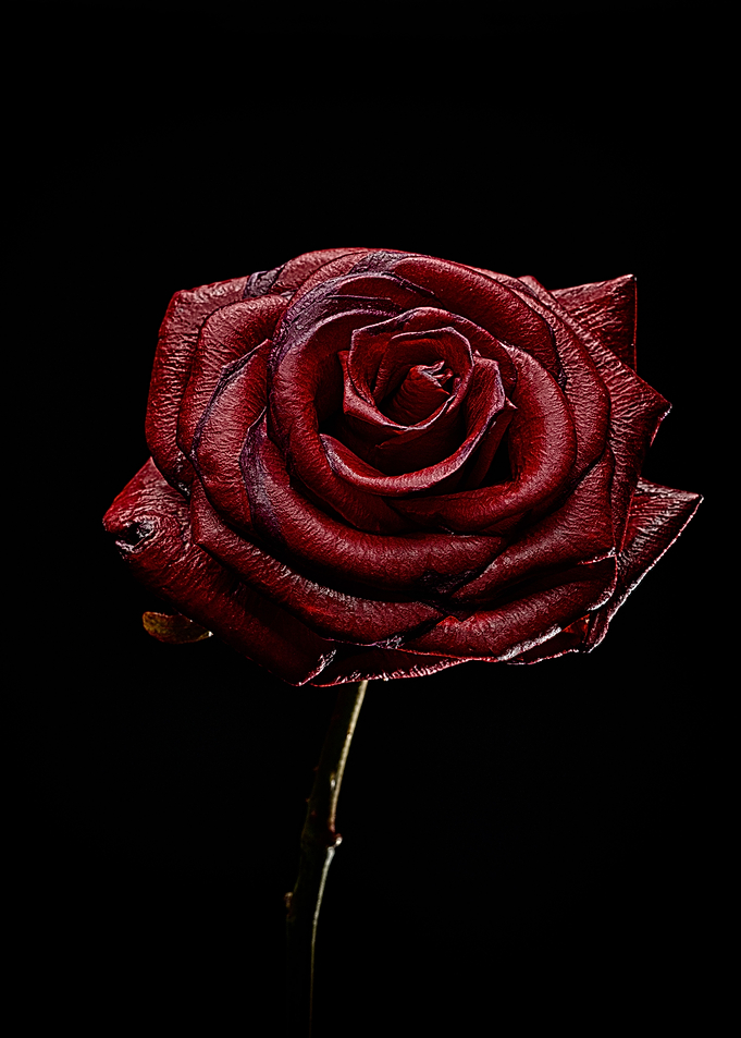 Decay Rose I