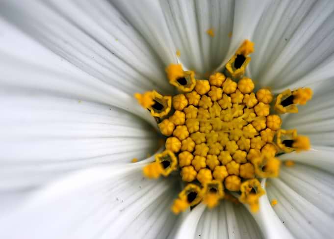 Sonata Cosmos White