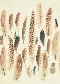 Found Feathers. Still life photography by Cassia Beck.
