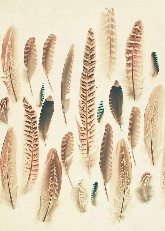 Found Feathers. Still life photography by Cassia Beck.