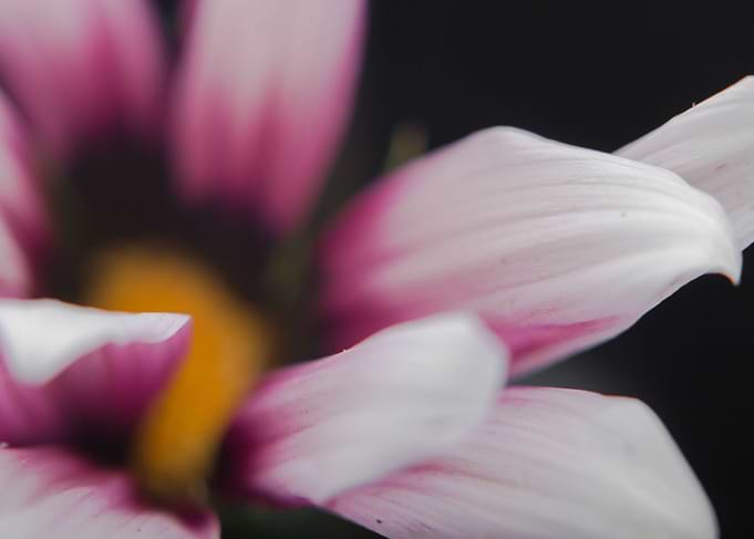 Petal Daggers