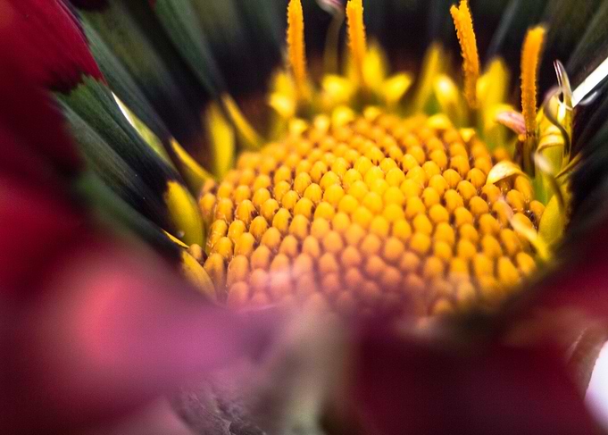 Flower Colony