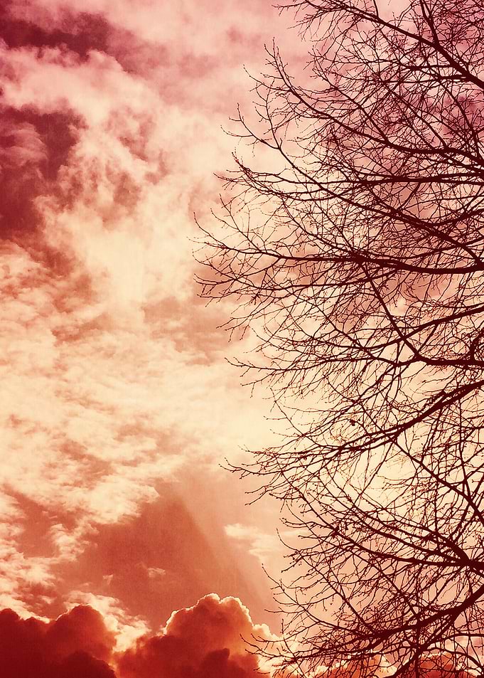 Branches