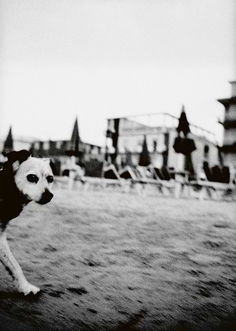 DOGDAYS
