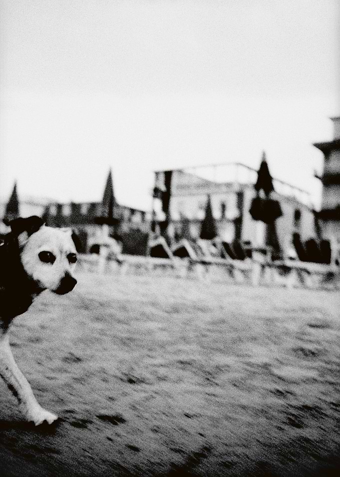 DOGDAYS