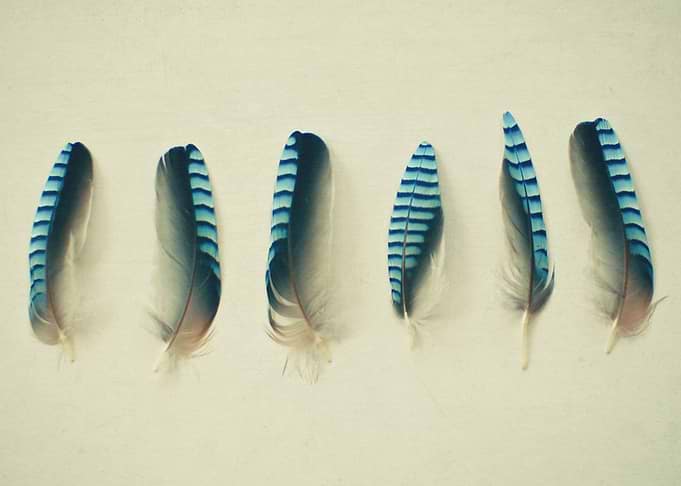 Feathers No.1 Still life feather photography by Cassia ...