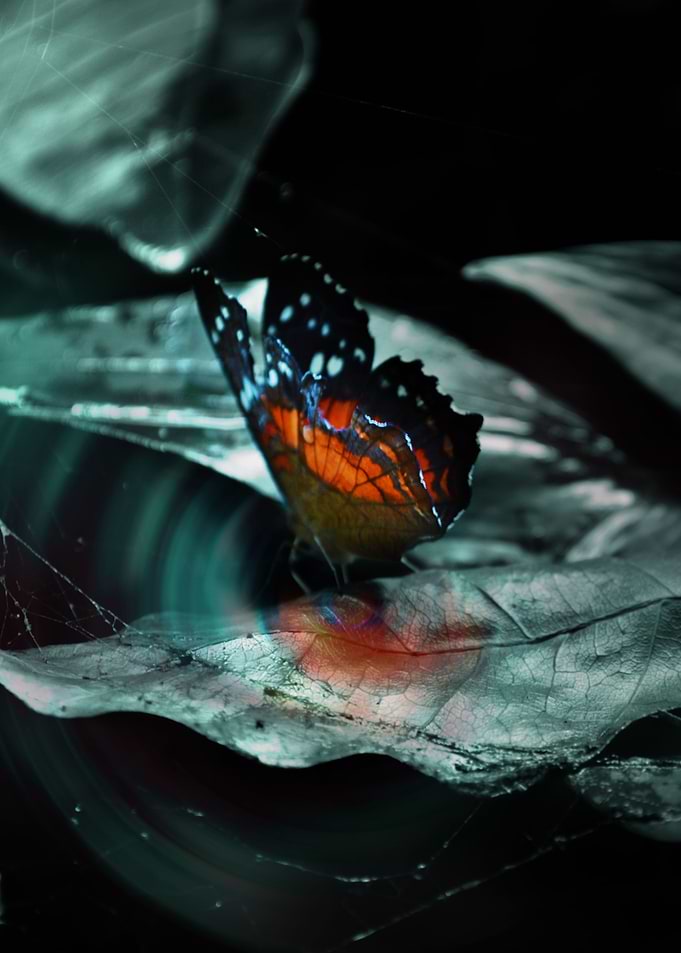 Butterfly in Forest