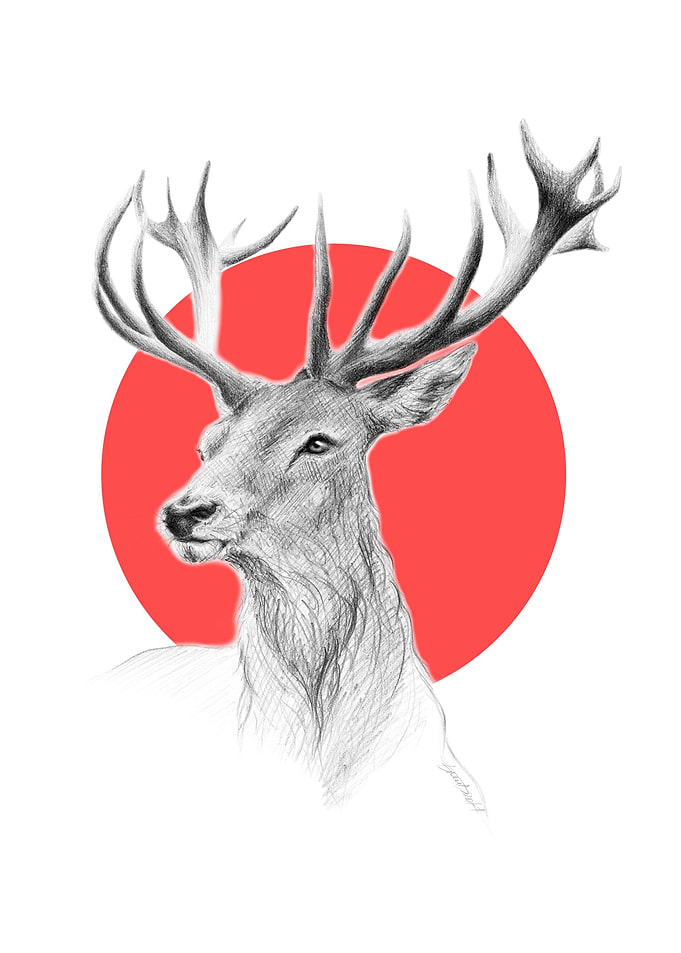 Deer drawing
