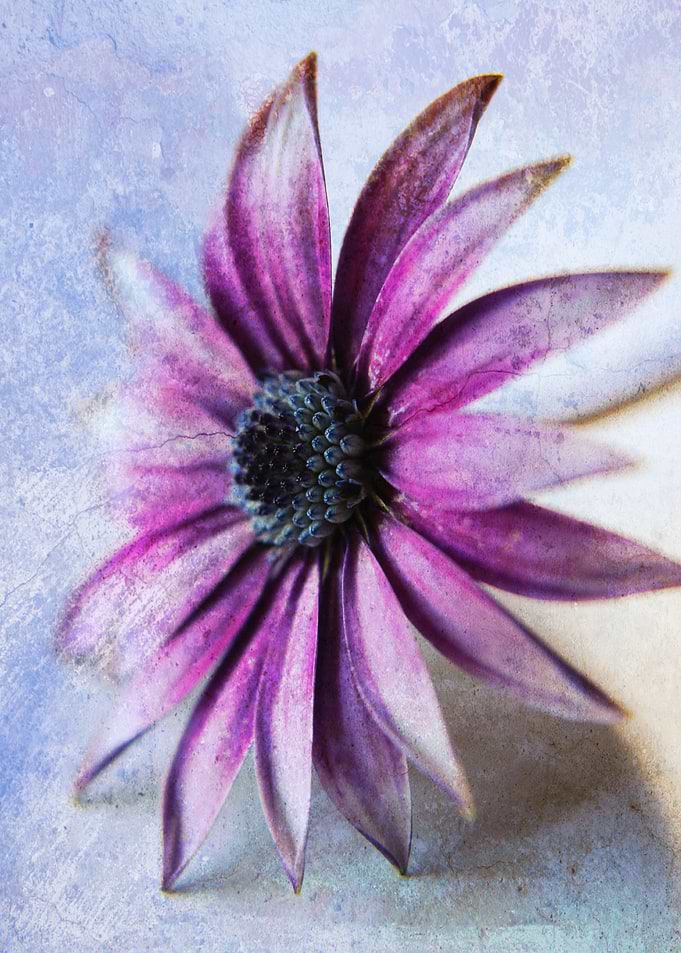 Osteospermum Delight