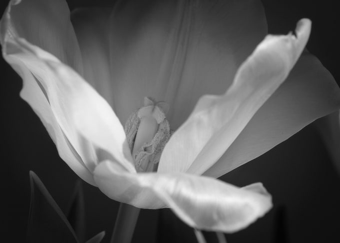 Opening to You ©2013 Anita Kovacevic