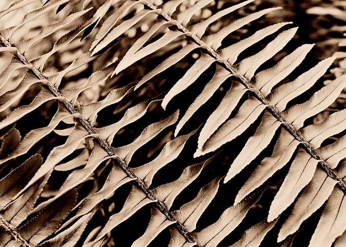 Abstract Fern Wonderful repeat design found in the awe ...