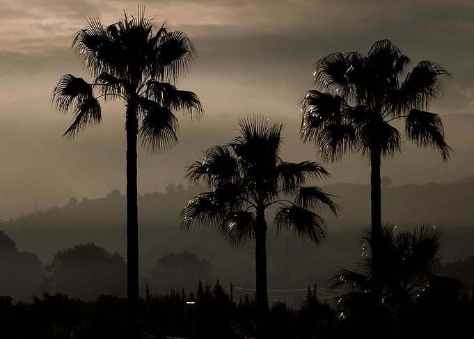 Palm Tree Silhouettes Beautiful set of palms trees sil ...