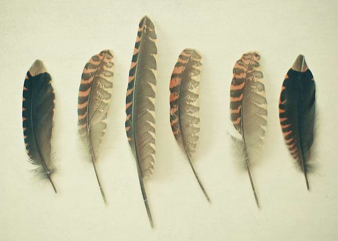 Feathers No.2 Still life feather photography by Cassia ...