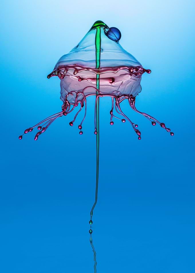 Jelly Fish