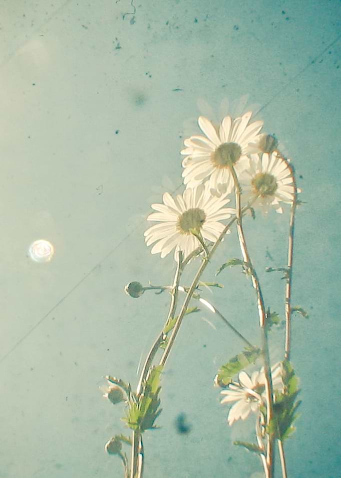 The Daisy Family