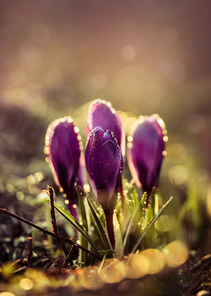 Violet crocuses in the morning sun