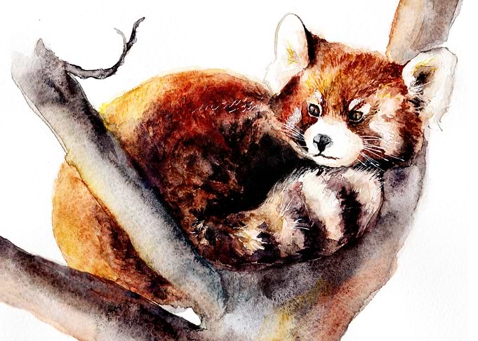 Red panda