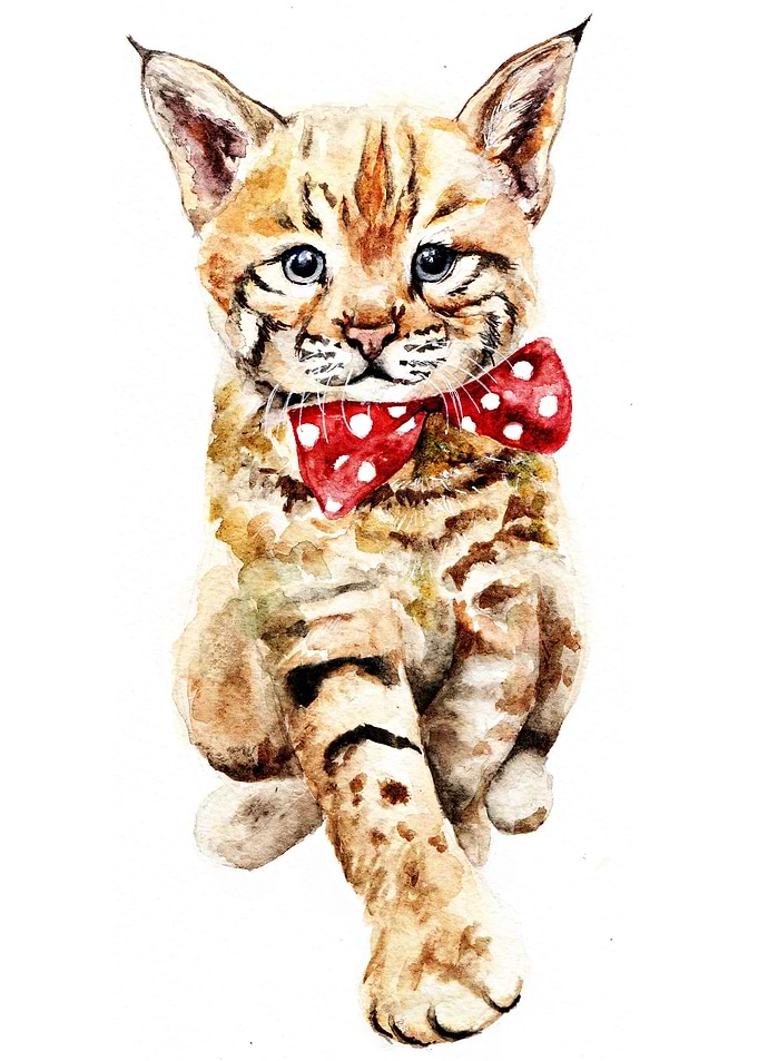 Bobcat