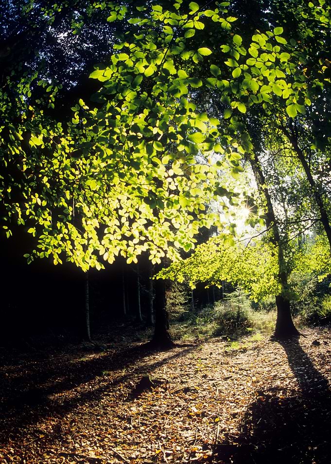 Spring Trees